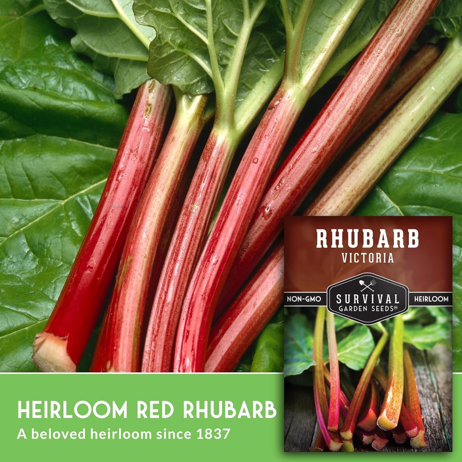 Victoria Rhubarb Seeds for Planting – Grow Cold-Tolerant Perennial Spring Vegeta