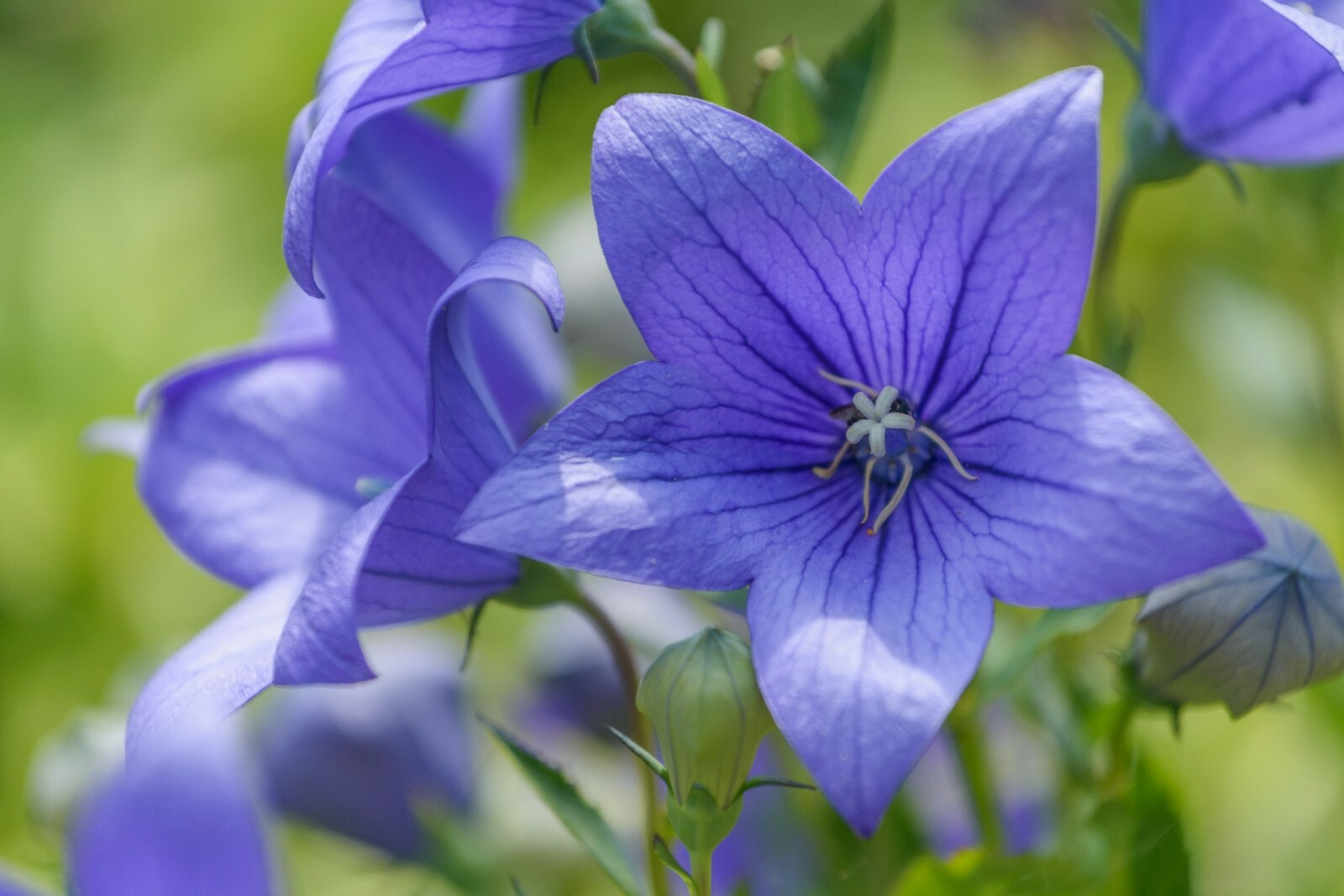 Balloon Flower Toraji {Platycodon grandiflorus}50+seeds Free Shipping! US seller
