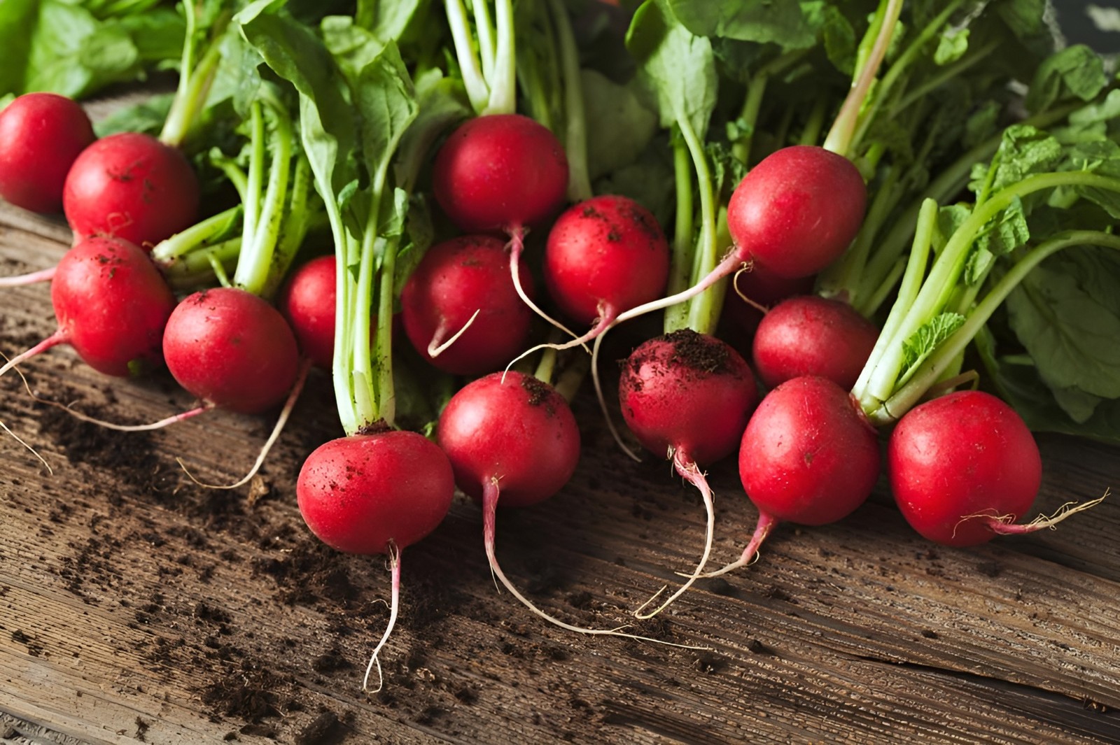 500 Organic Heirloom Cherry Belle Radish Seeds Sweet Crisp Fall Heirloom Veggie