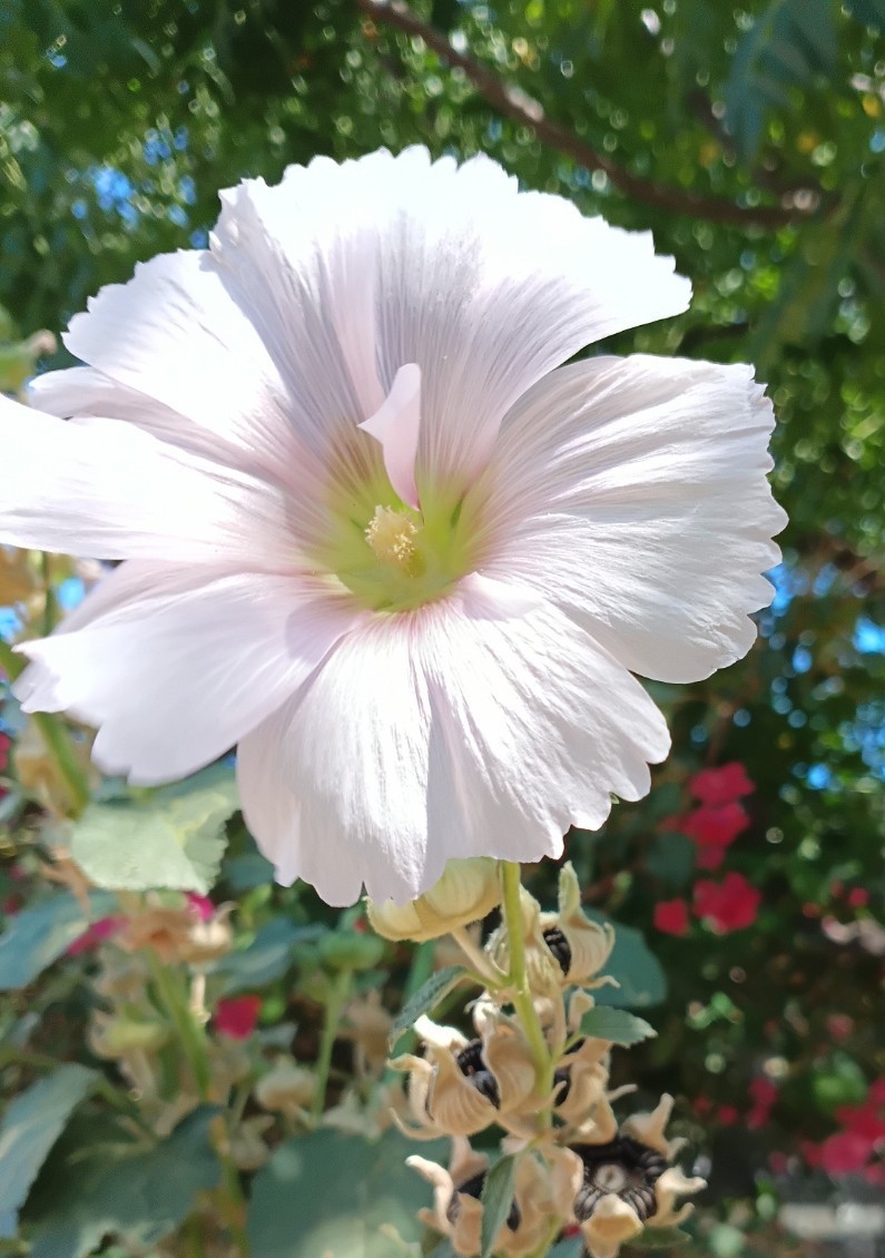 Light Pink Hollyhock – (100+) Seeds 1.5 g.