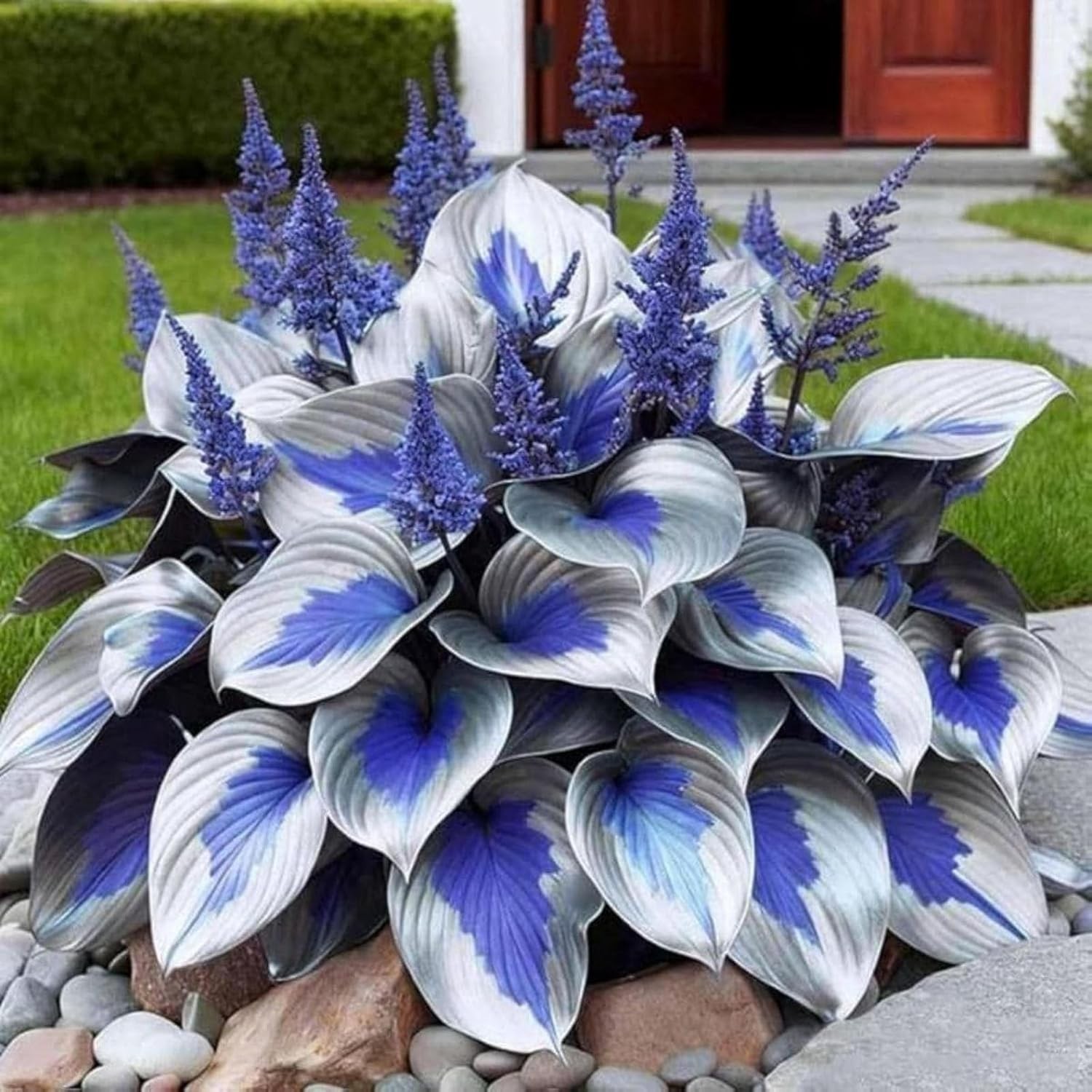 GMO Free 370+ Hosta Seeds – High Germination, Colorful Perennials for Any Garden