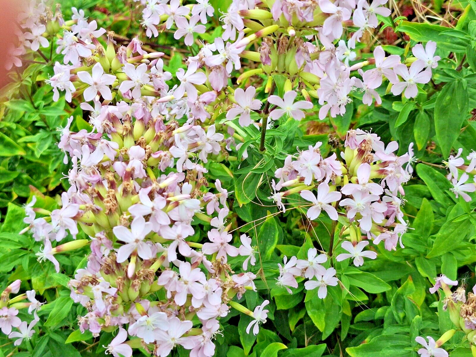 BLUSH PINK MALTICE CROSS 100 SEEDS. RARE COLOR, LYCHNIS CHALCEDONICA