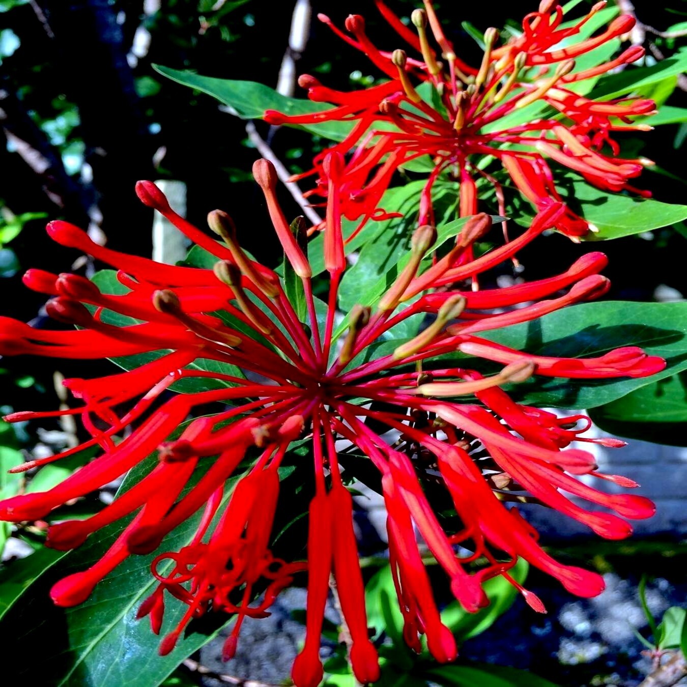 10 Chilean Firebush Tree Seeds Embothrium coccineum Flame Flower Plant RARE!