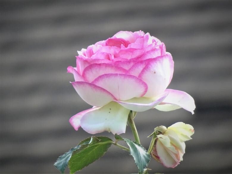 30+ Seeds|White Pink Hybrid Tea Flower Perennial Rose Seeds #1051