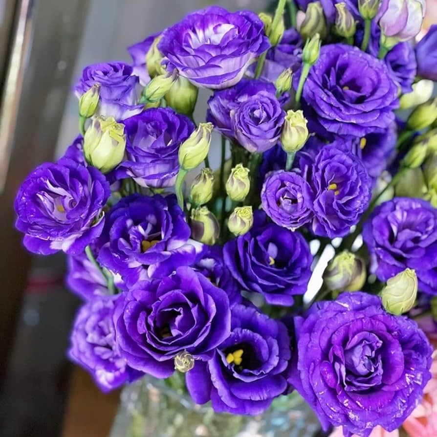 1000+ Double Lisianthus Seeds for Planting – Annual Lisianthus Flower Non-GMO…