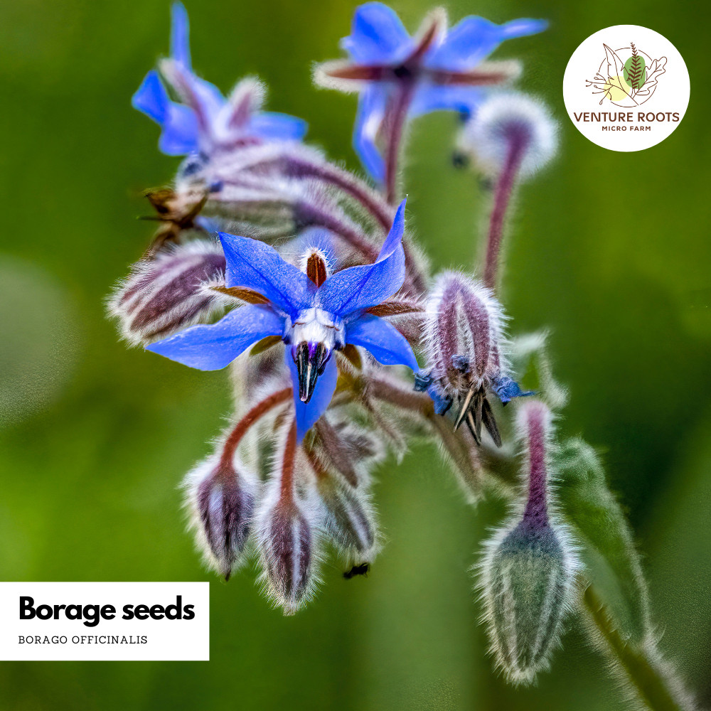 Medicinal Flower 5 Variety Seed Bundle|
