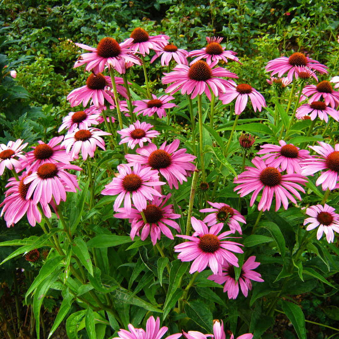 Fresh Echinacea Seeds | Purple Coneflower | Heirloom Non-GMO | Flower Seeds