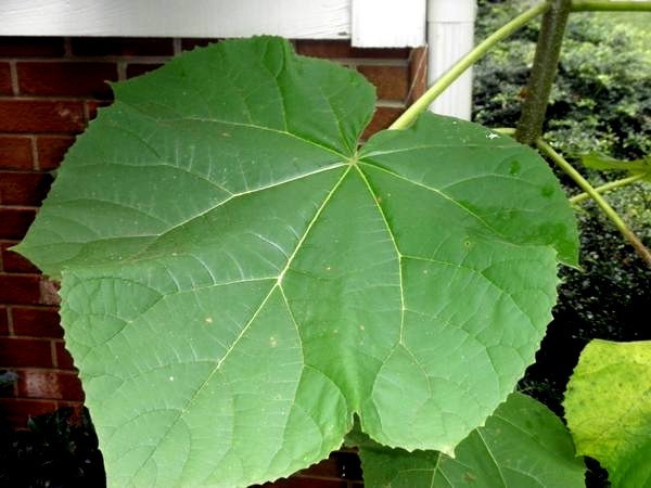 100 Royal Empress Tree Seeds “FASTEST GROWING TREE in the WORLD”