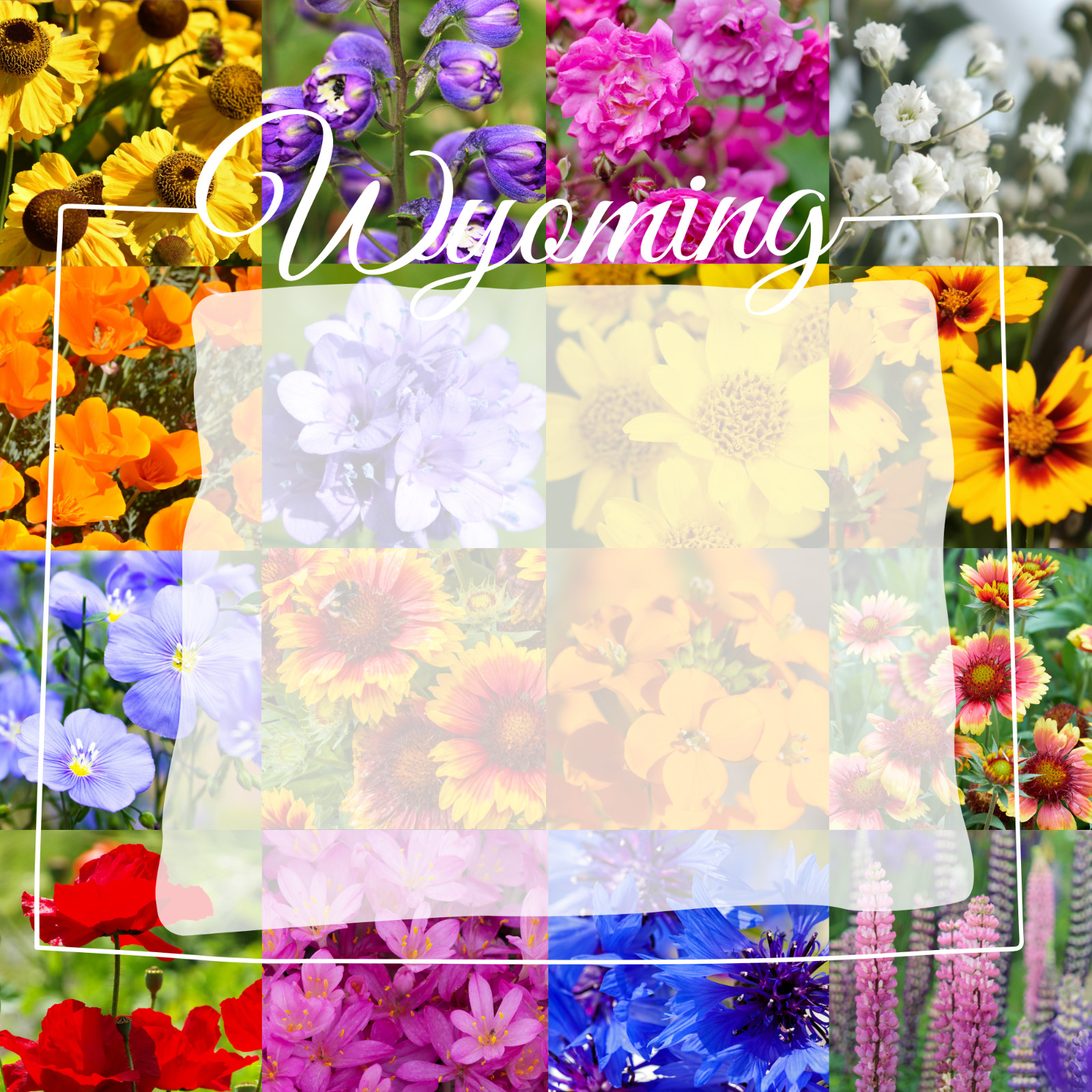 1/4 Pound Wyoming Western Bulk Wildflower Seed Mix 1/4lb Covers 800sq-ft