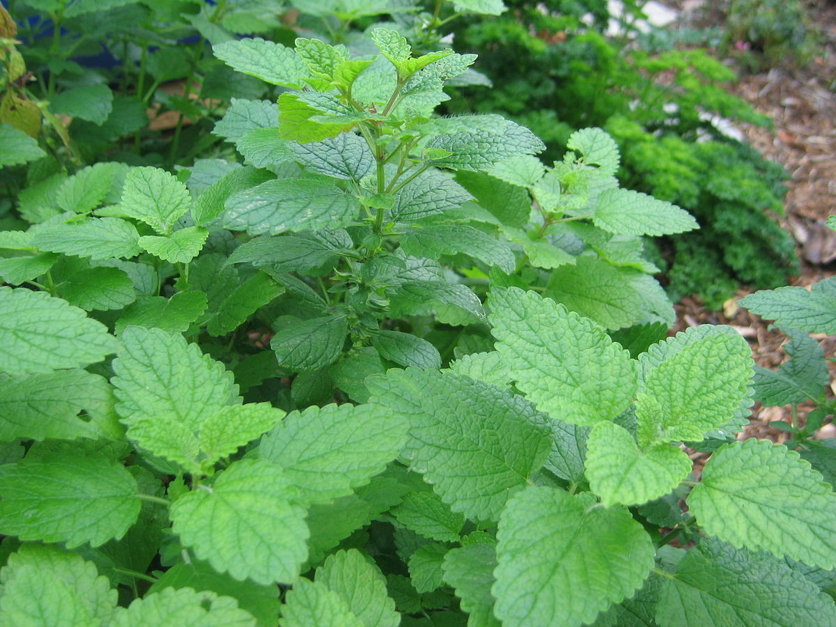 250 LEMON BALM SEEDS (Melissa officinalis) NonGMO Variety