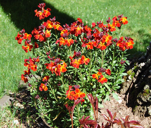 WALLFLOWER ENGLISH Cheiranthus Cheiri – 2,500 Bulk Seeds