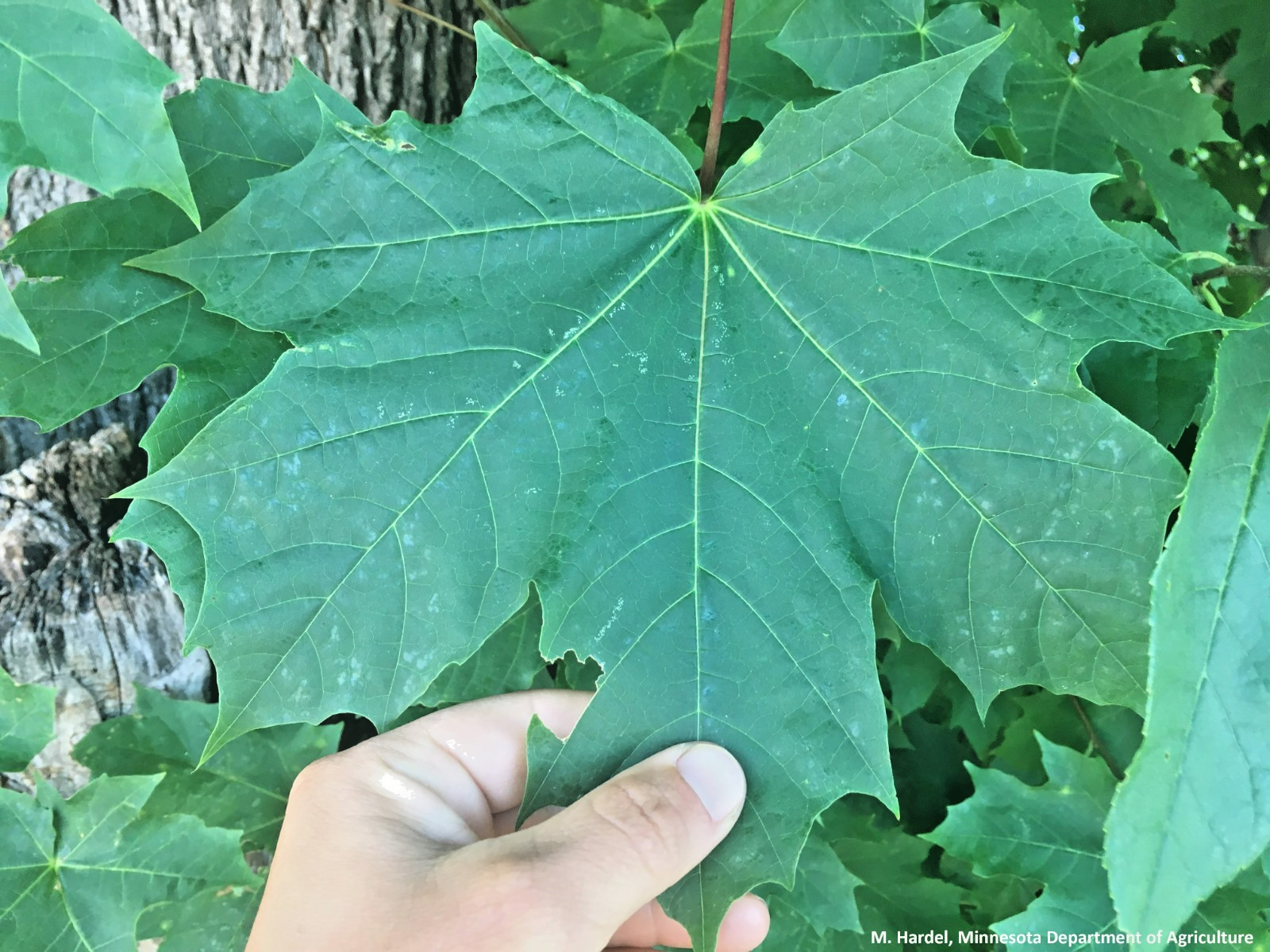 15 NORWAY MAPLE SEEDS – Acer platanoides