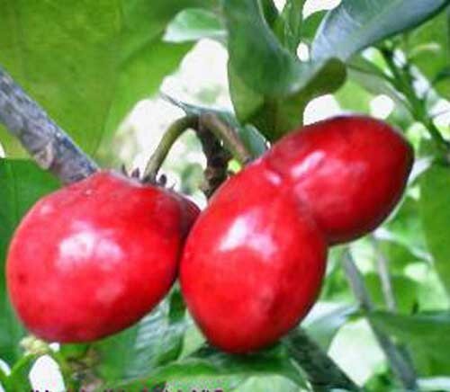 Solanum betaceum | Tree Tomato | 20 Seeds