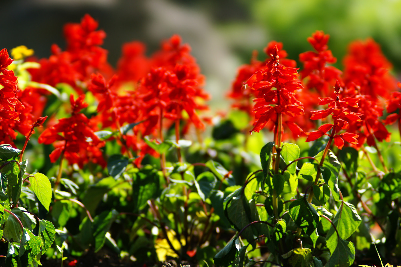 sage, scarlet, HUMMING BIRDS red flower, 300 seeds! GroCo BUY 10=FREE SHIPPING