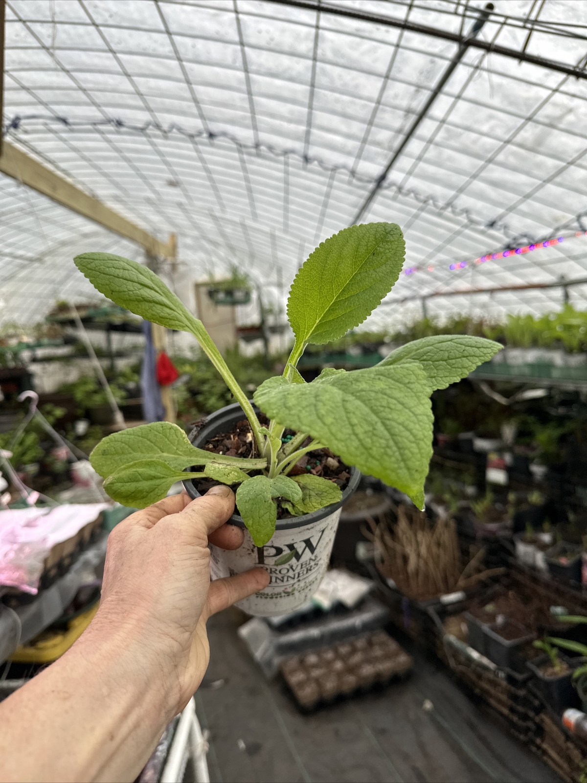 Foxglove Live Potted Plant Digitalis Flower Deer Resistant