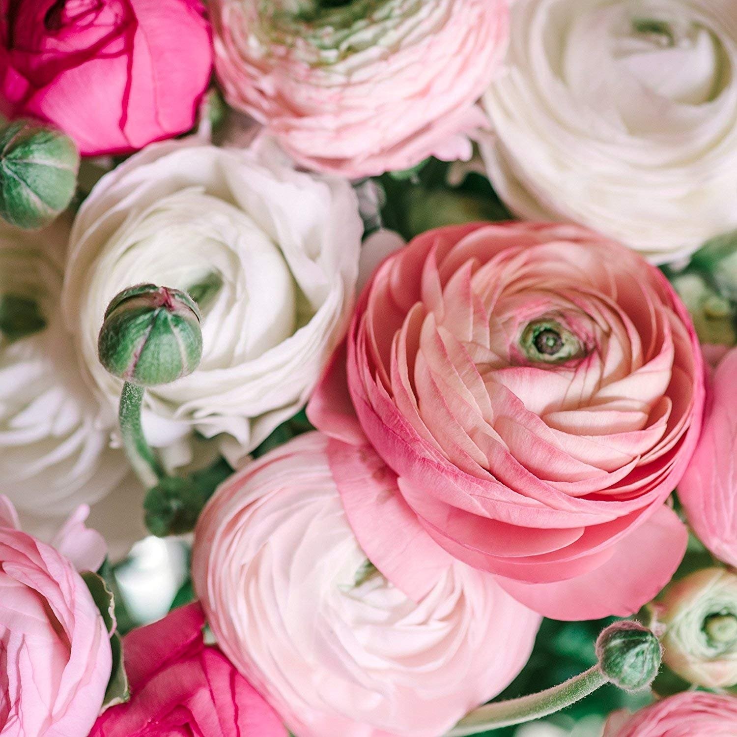 Ranunculus Pastel Mix – Persian Buttercup Bulbs (Not Seeds) – 10 XL Bulbs
