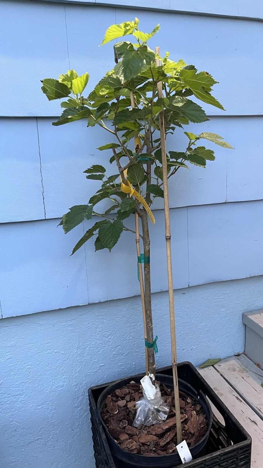 Morus ‘Pakistan’ (Mulberry) 4-5 gal, 3-4’ tall, No Ship to HI, CA, AK