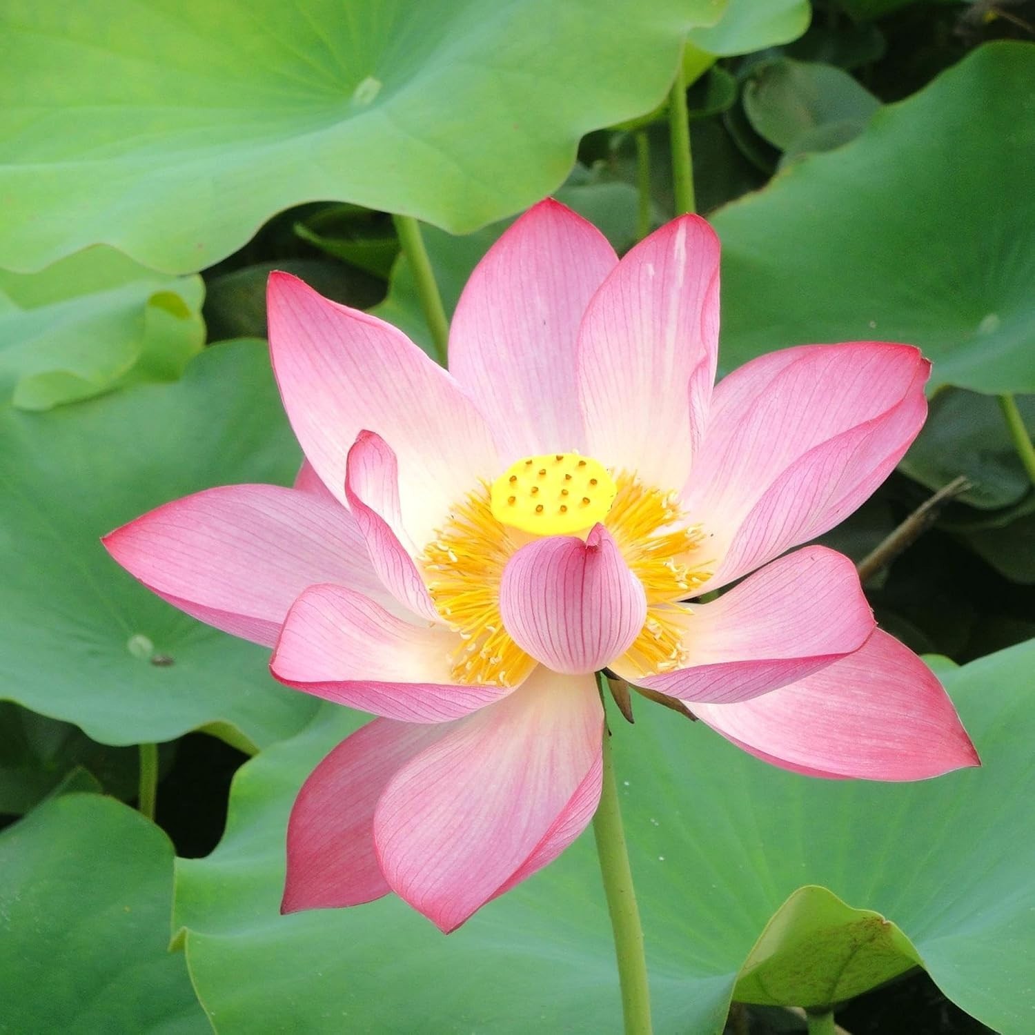 CarpetC 160+ Mixed Bowl Lotus Seeds for Planting, Nelumbo nucifera Aquatic Plant