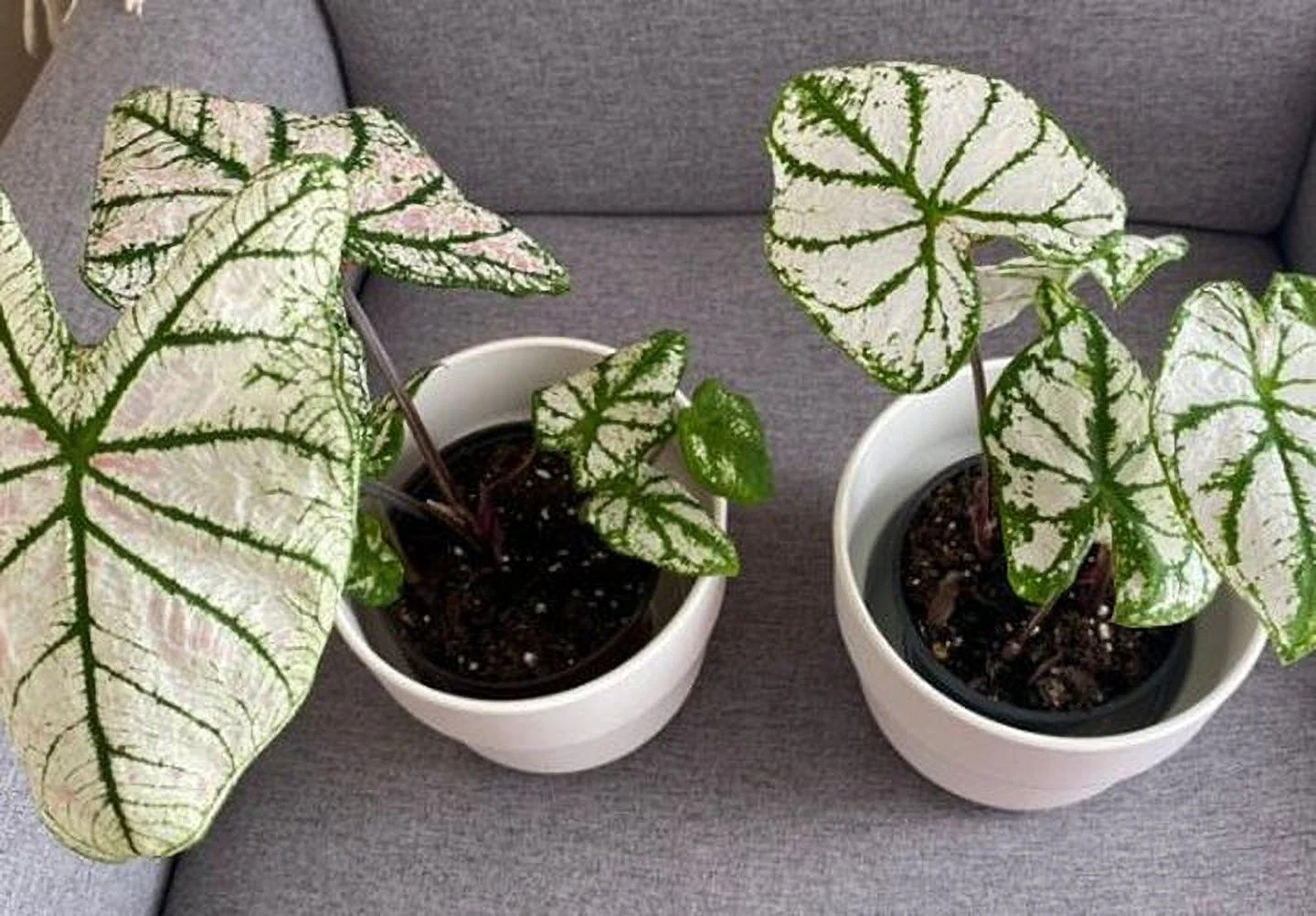White Christmas Caladium (2 Bulbs)