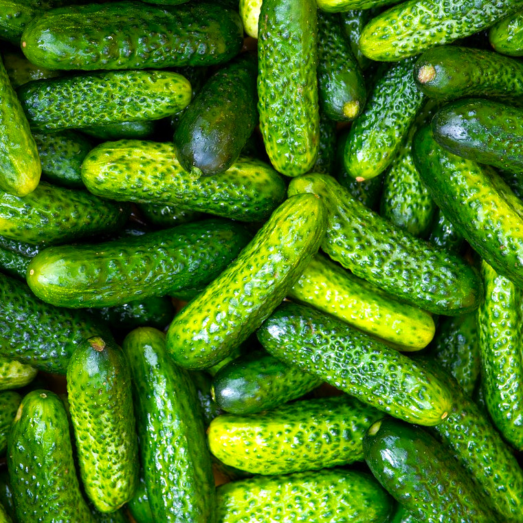 Parisian Gherkin Cucumber Seeds | Cornichon Mini Pickle Seed 2024 Fast Shipping