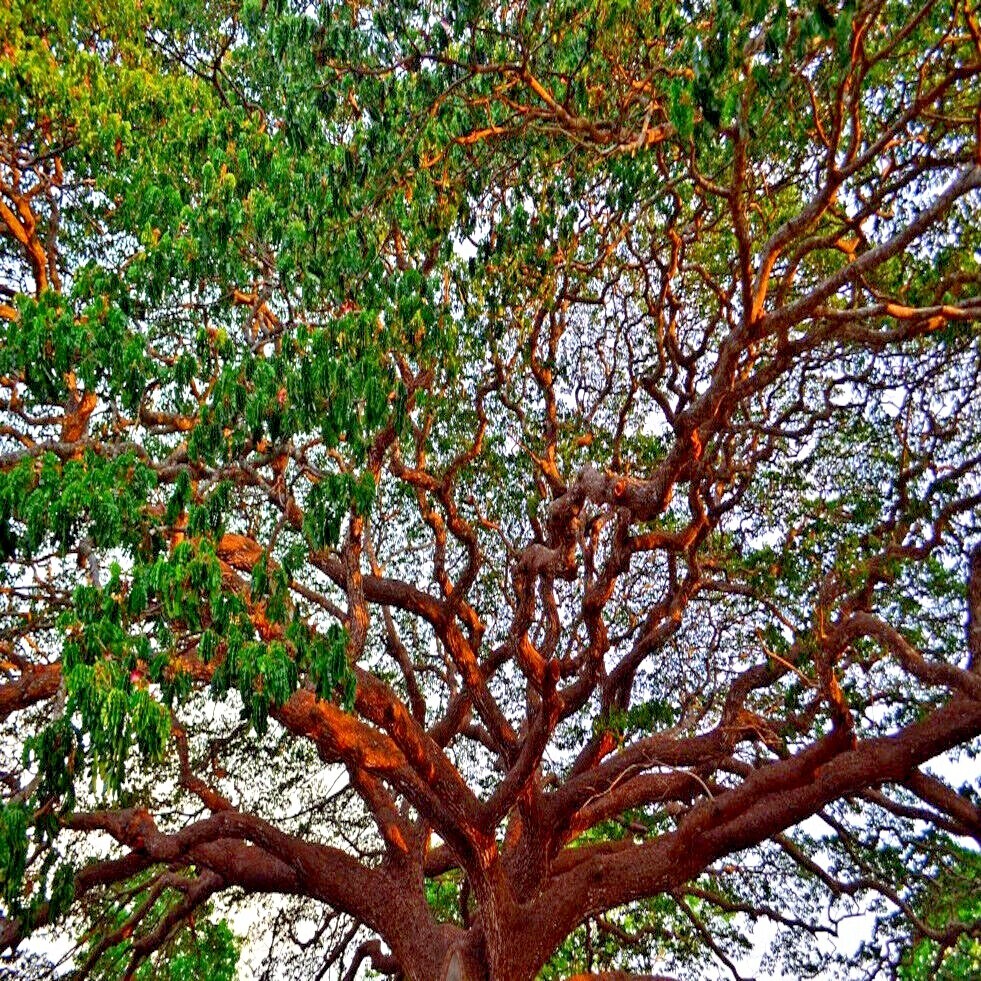 10 FORMOSAN KOA TREE SEEDS (Acacia confusa) Fast Growing Flowering Exotic Plant