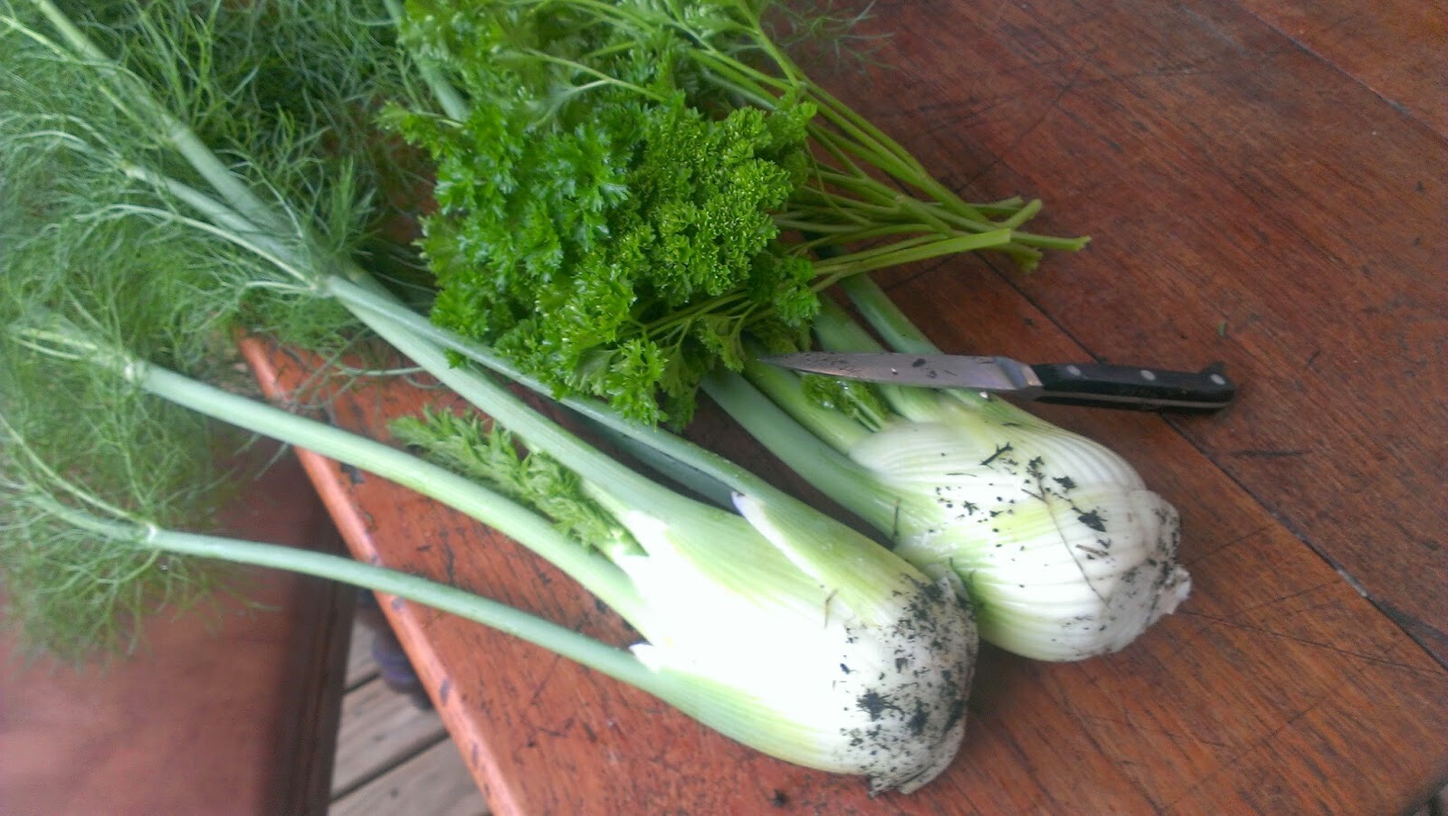 HERBS, CULINARY/MEDICINAL 20 HEIRLOOM VARIETIES DOOMSDAY/SURVIVAL SEED CACHE