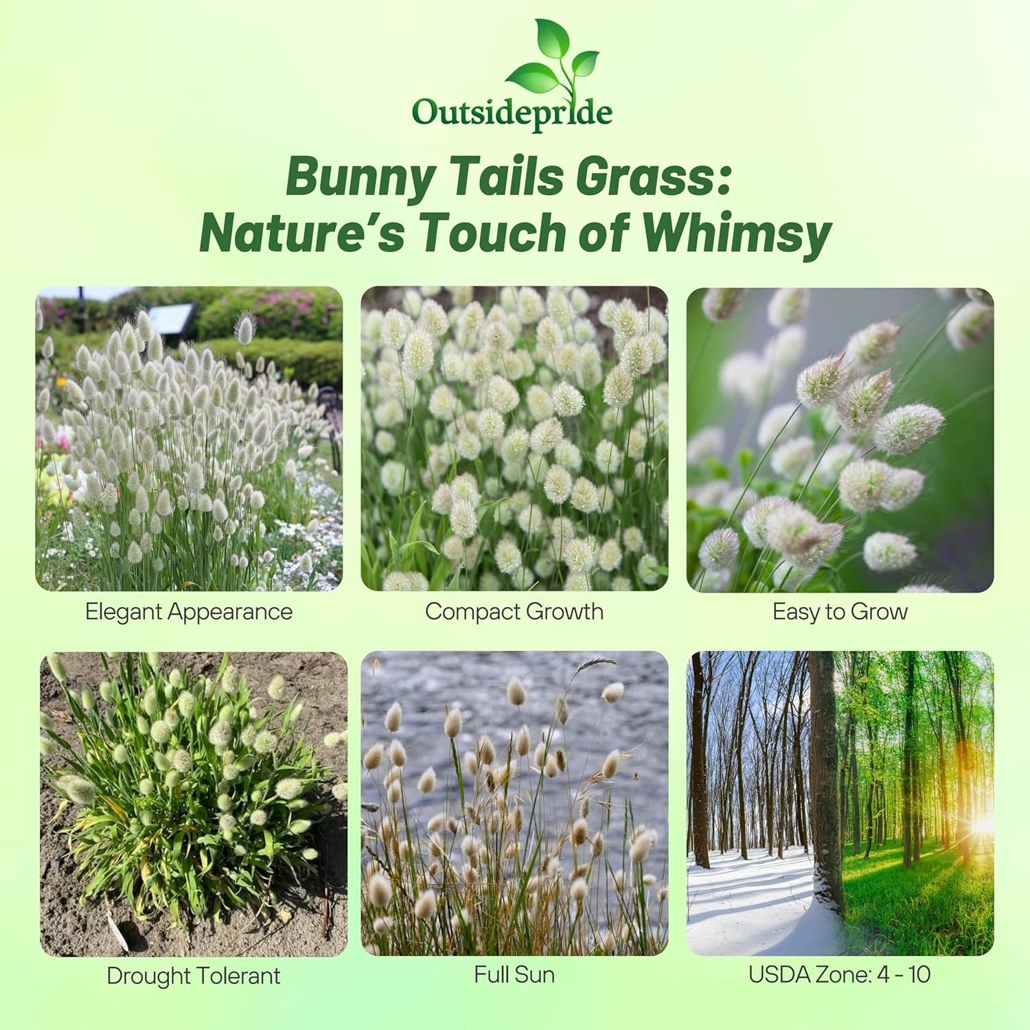 1000 Seeds Lagurus Ovatus Drought Tolerant Bunny Tails xeriscape Ornamental