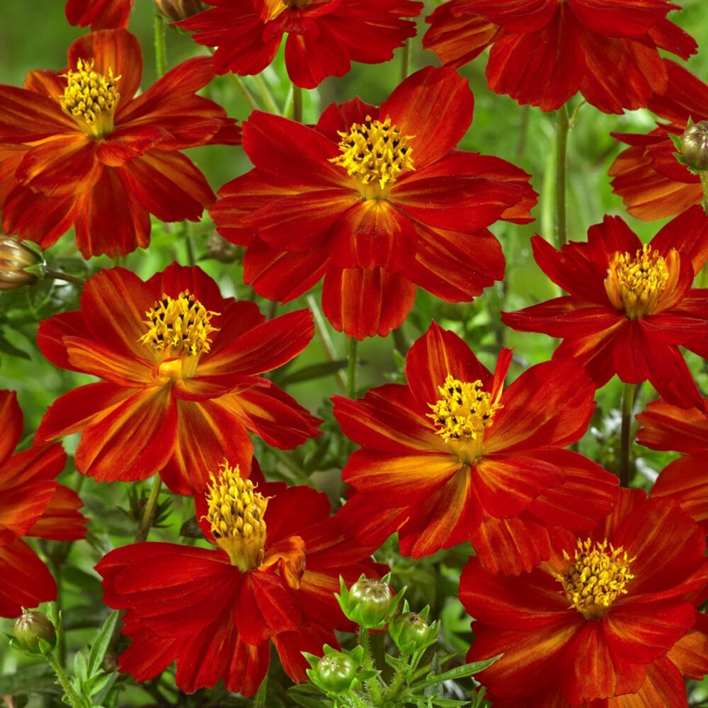 Cosmos Dwarf Red Sulphur Seeds 100 Ct Flower Cosmos SULPHUREUS USA ANNUAL Bees