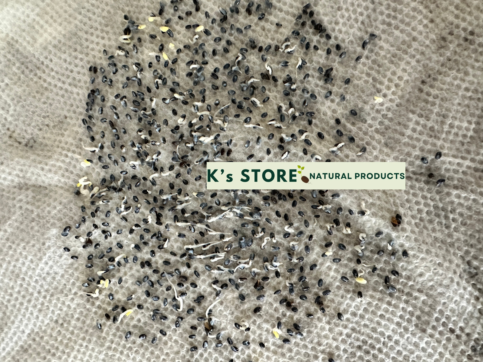 Thai Basil Ocimum Basilicum/ Lime Basil Seeds, Hạt Giống Húng Quế / Rau É Trắng