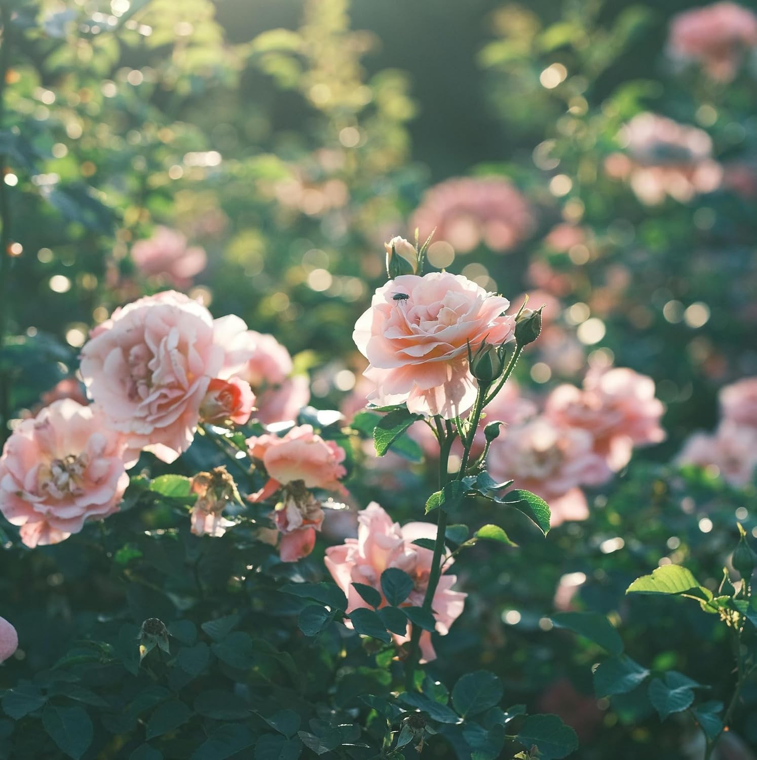 150+ Pink Rose Seeds Fragrant Perennial Flower Shrub Non-GMO Heirloom Garden DIY
