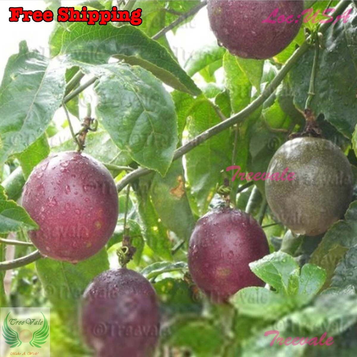 Purple Passion Fruit, Passiflora Edulis, Vine Passion Flower Seeds | NON-GMO
