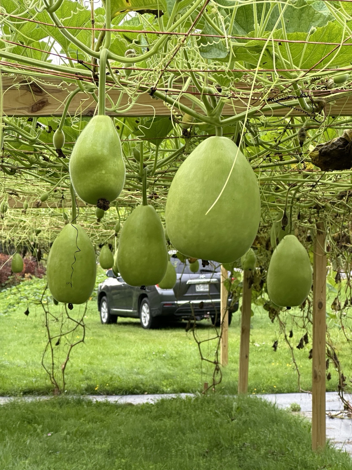Bottle Gourd Seeds – Surma (Round) for Planting 20 Seeds