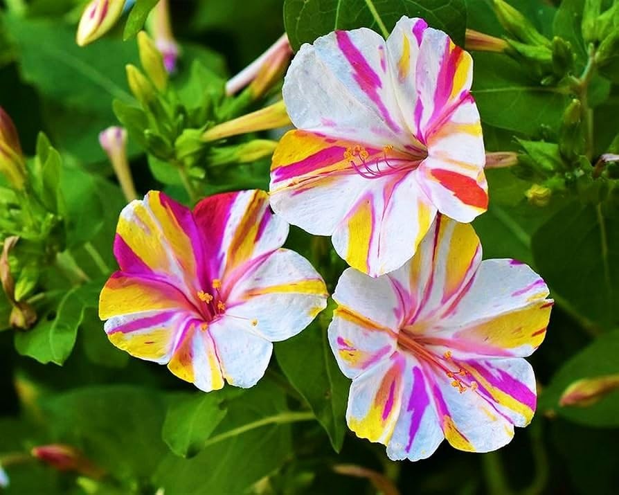 Mixed Four O Clock Seeds – Broken Colors 50 Pcs Mirabilis Jalapa