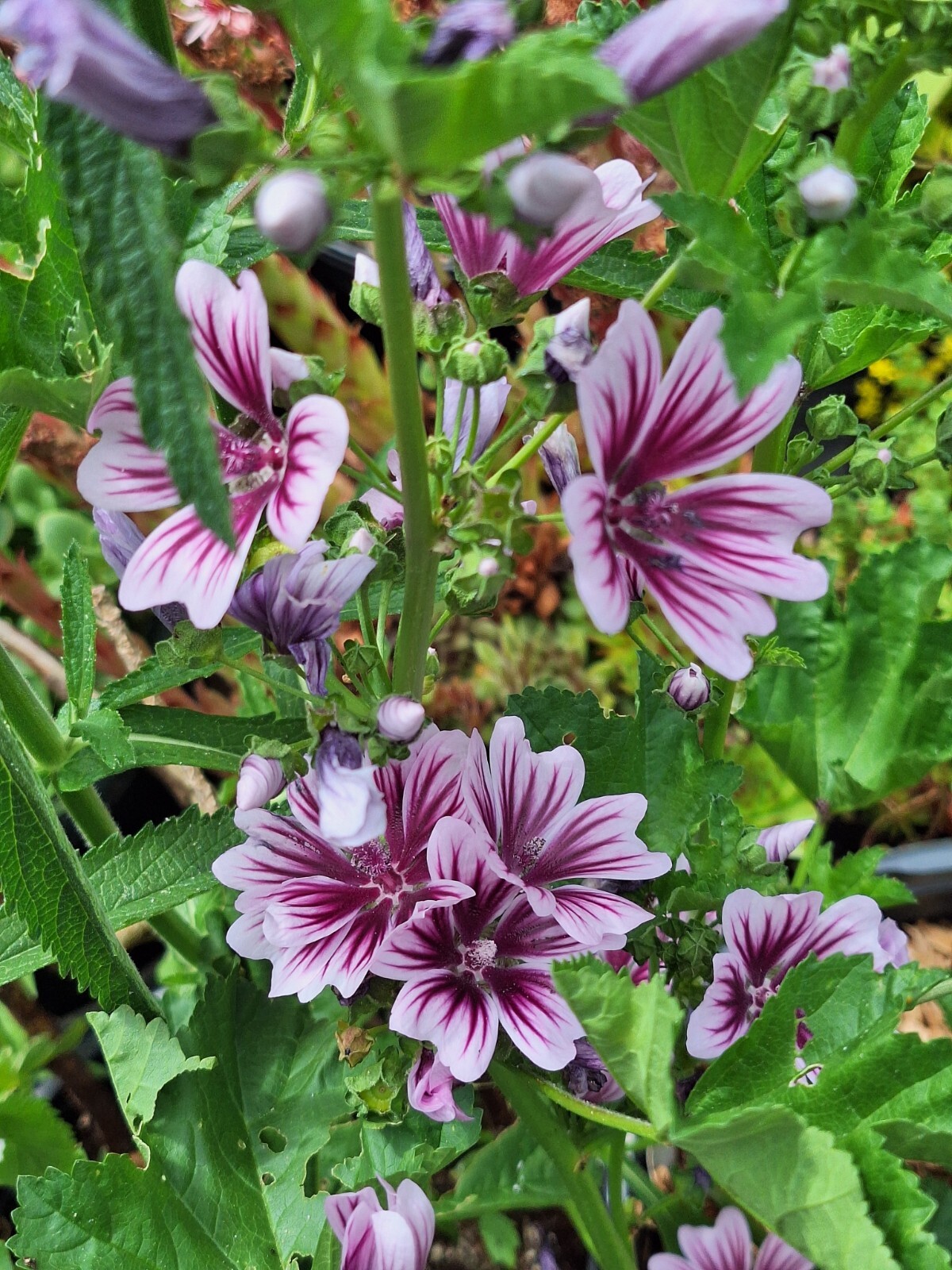 ZEBRA MALLOW 100 SEEDS, WHITE w/PURPLE, ZEBRA STRIPED FLOWERS, MALVA SYLVESTRIS