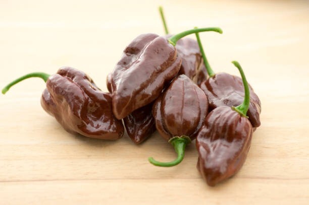25 Hot Fresh Chocolate Habanero Premium Pepper Seeds-B 19