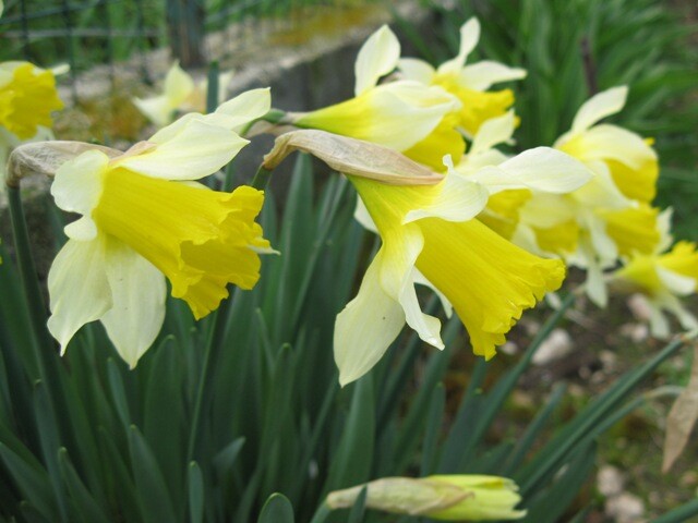 5 Wild Daffodil bulbs “Lent Lilly” **Pre Chilled for Indoor Forcing