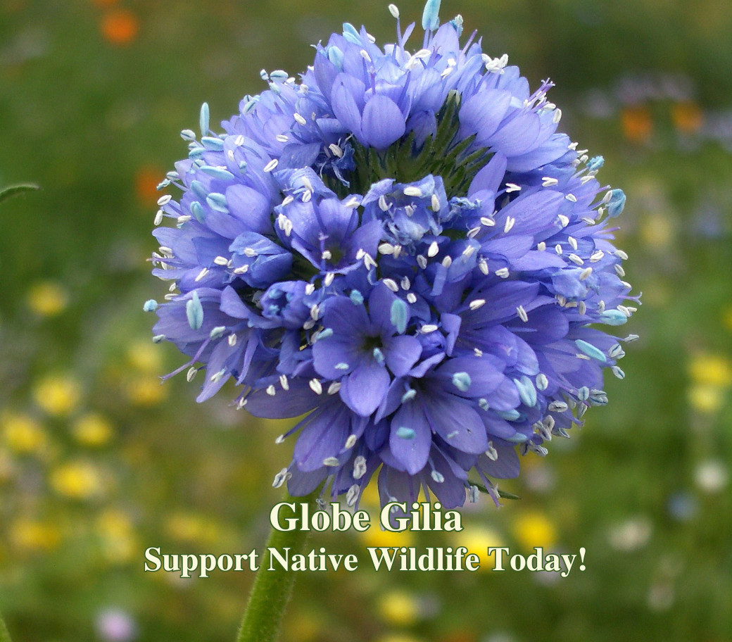Butterfly Garden Seed Mix – Native California Wildflowers