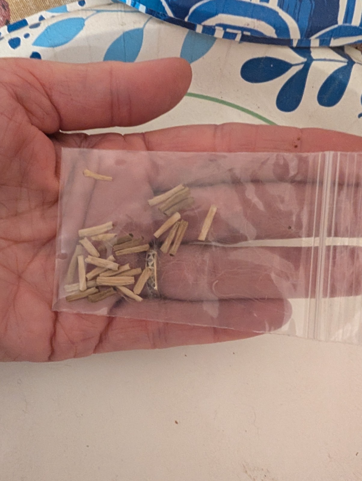 20 Desert Rose Seeds, Adenium obesum and Adenium arabicum
