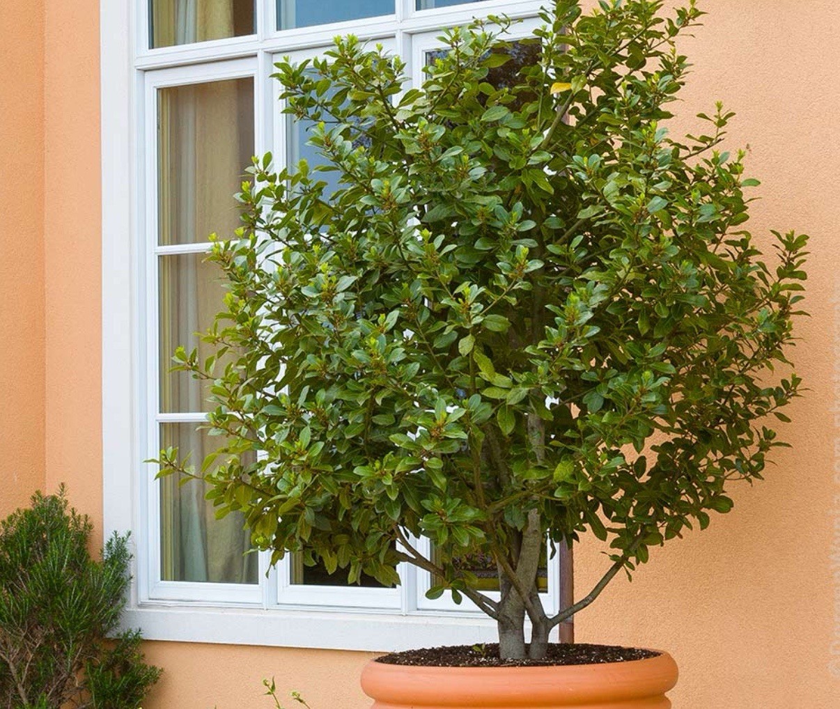 Laurus nobilis | Bay Laurel | Sweet-Bay I Bayleaf| 5_Seeds