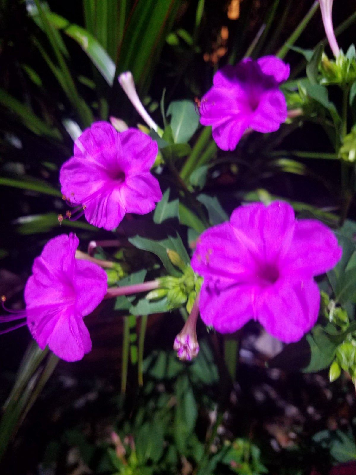 🌸50 Mirabilis (4 O’Clock) Flower Seeds Fragrant Easy to Grow FREE SHIPPING