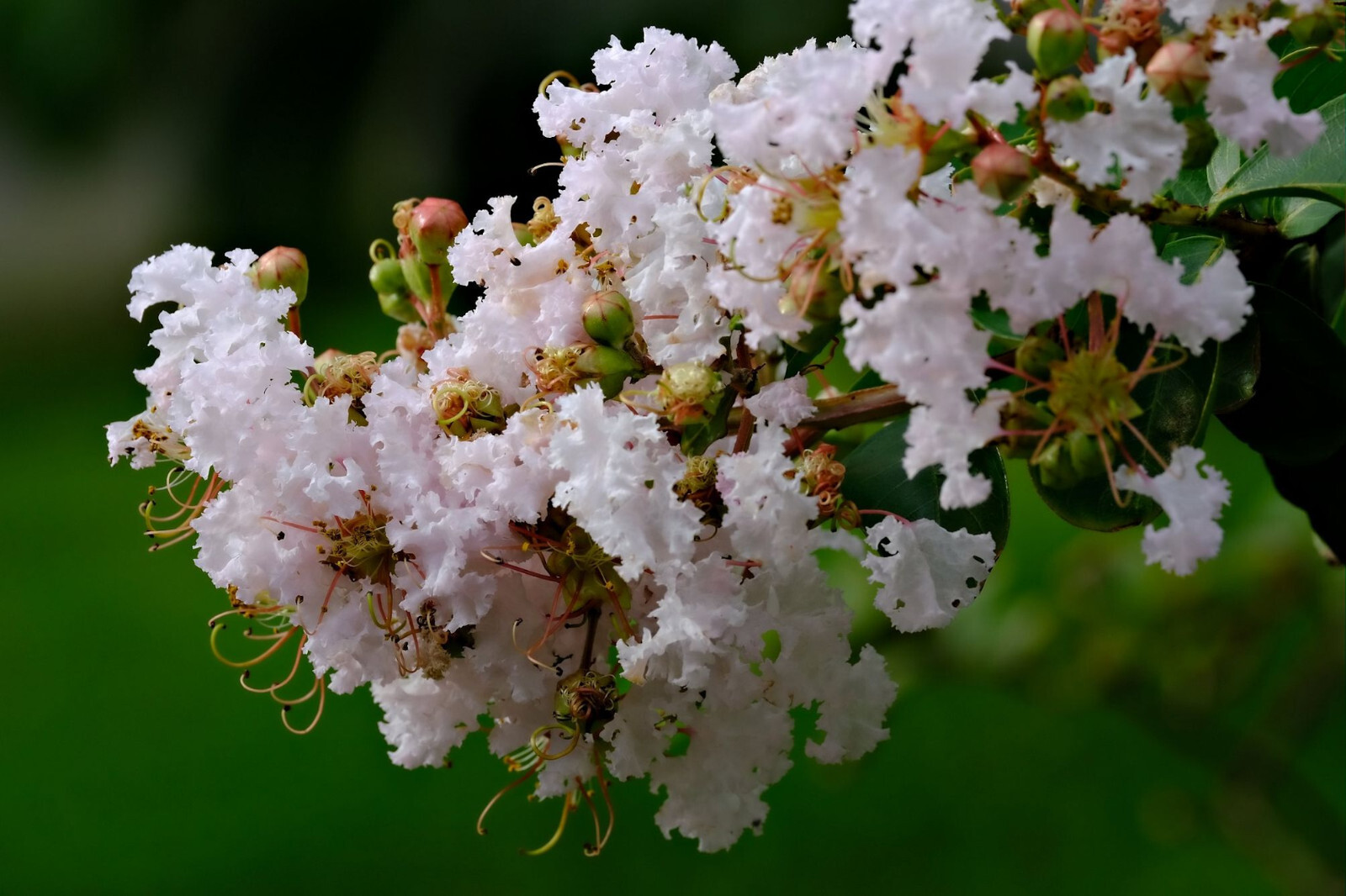 White Crape Myrtle 25 Heirloom Seeds Tropical Plant Collectors Choice-Crepe