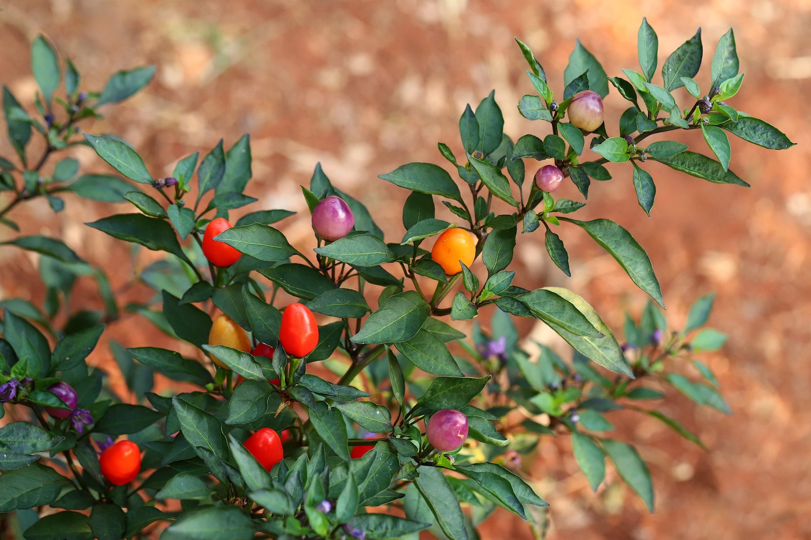 1000 Pcs Five Color Pepper Seeds Ornamental Hot Chili Heirloom Vegetable Garden