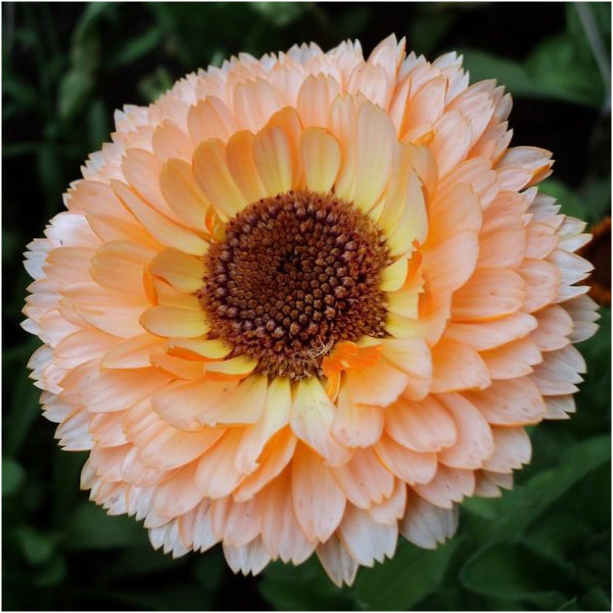 Calendula Flower Seeds for Planting Pink Surprise Variety | 1000+ Seeds Calendul