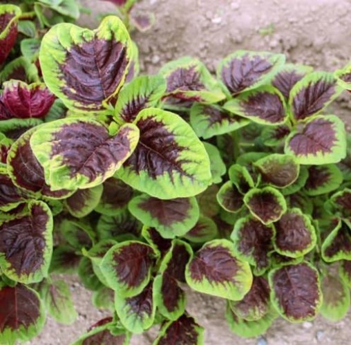 Fast-Growing Leaf Amaranth Seeds – Colorful Pet-Friendly Greens for Containers