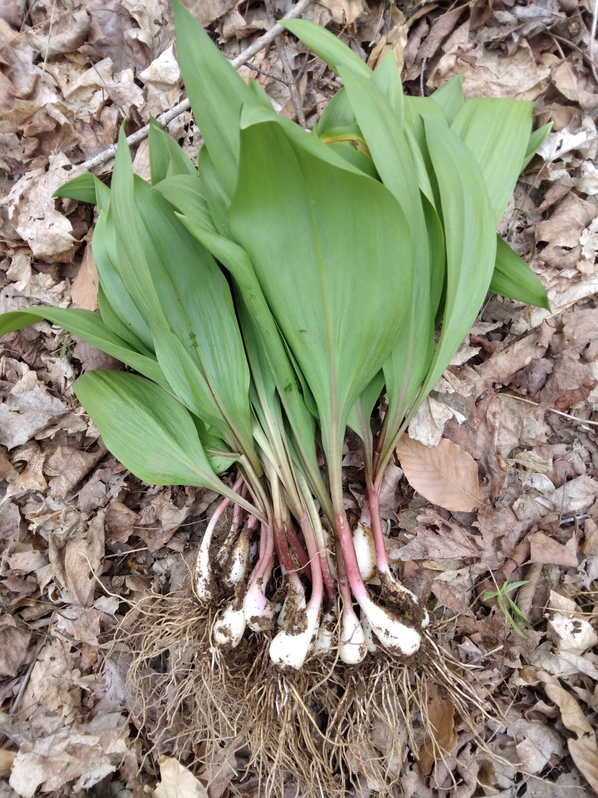 10 Bare root wild leek bulbs (ramps) for planting