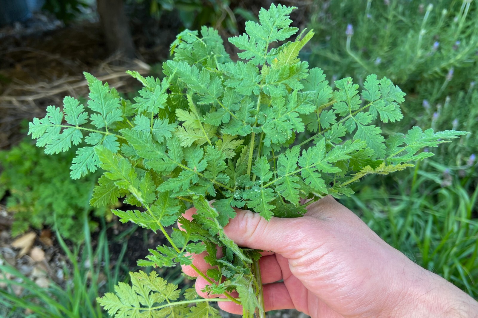 Sweet Cicely Garden Myrrh Chervil Seeds: Bulk or Packet Size, Non-GMO, Perennial