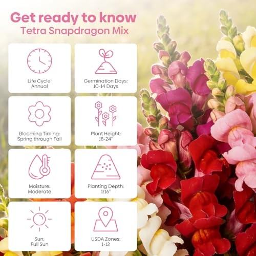 1500+ for USDA 1-12 Planting, 18-24’’ Tall Snap Tetra Mix Snapdragon Seeds