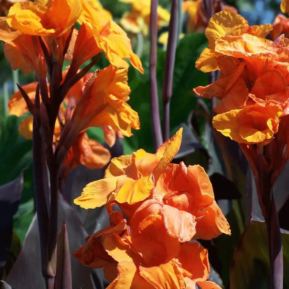 Canna Lily Wyoming Rhizomes – Orange Blooms, Burgundy Foliage – 8-rhizomes