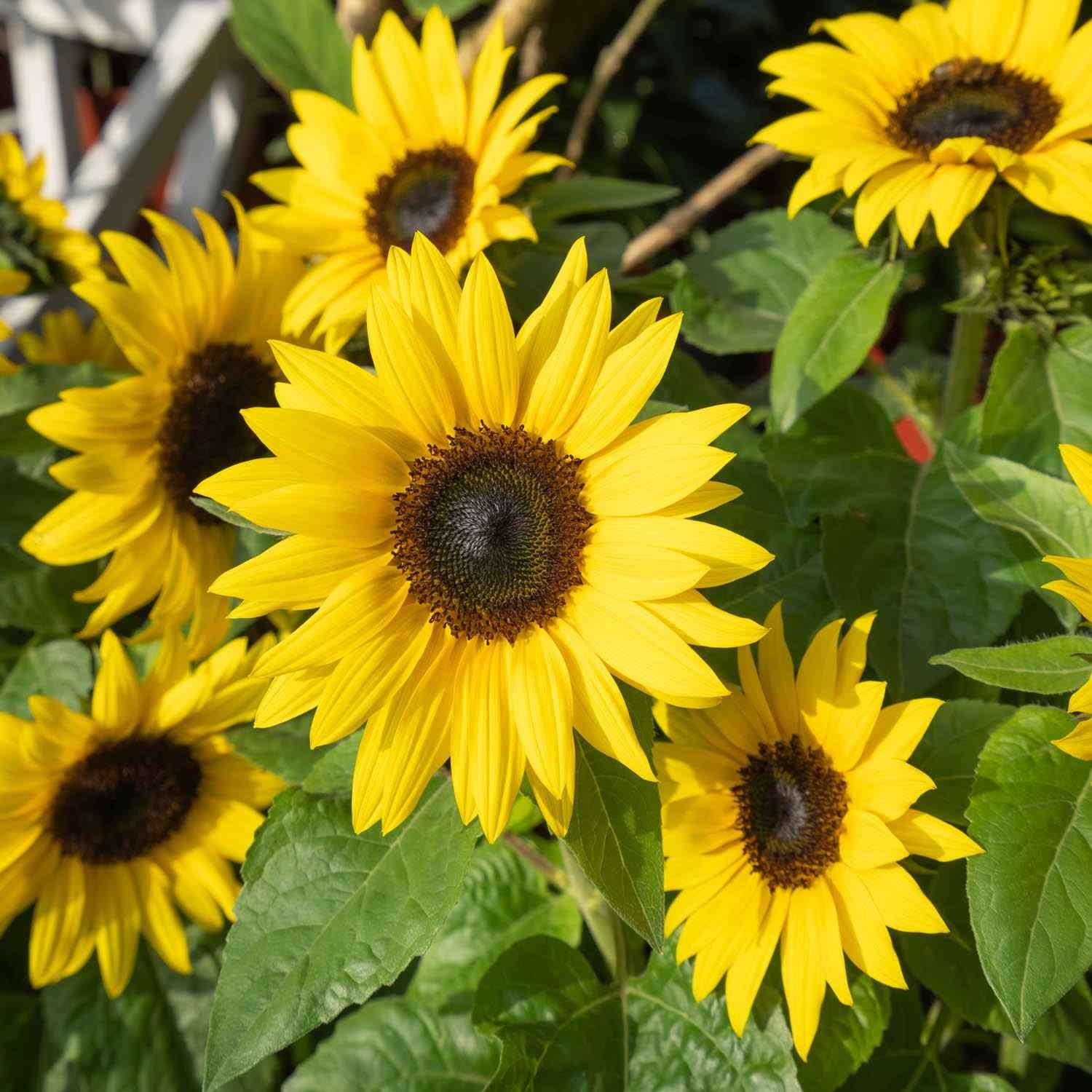 1 LB Sunflower Seed – Sunflower Sunspot Dwarf Flower Seeds