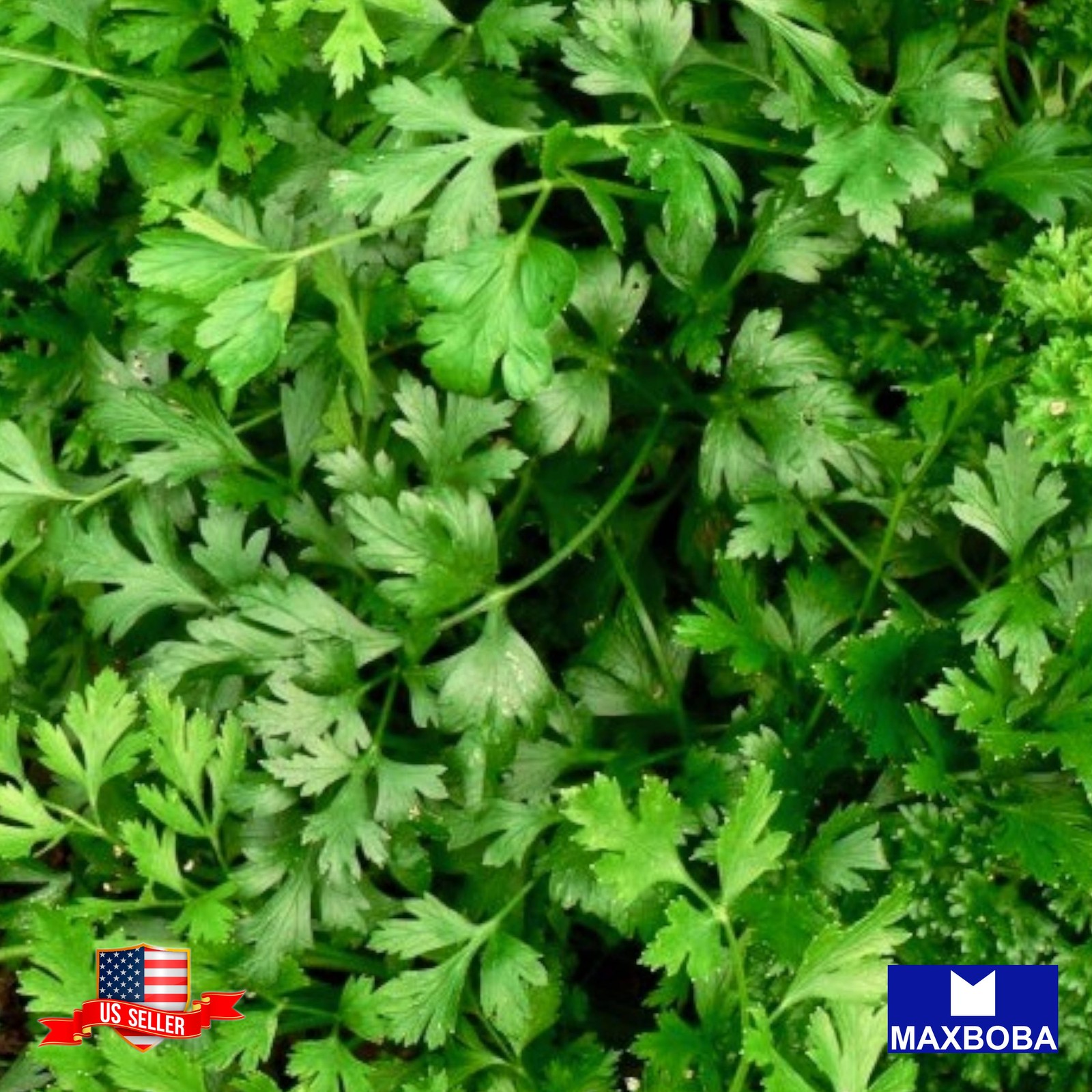 350+ Dark Green Italian Flat-leaf Parsley Seeds Non-GMO Heirloom B2G1 Free!!